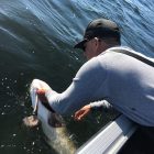 pig musky