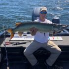 big pa musky chautauqua lake musky 546783