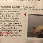 big pa musky chautauqua lake musky innn fisher
